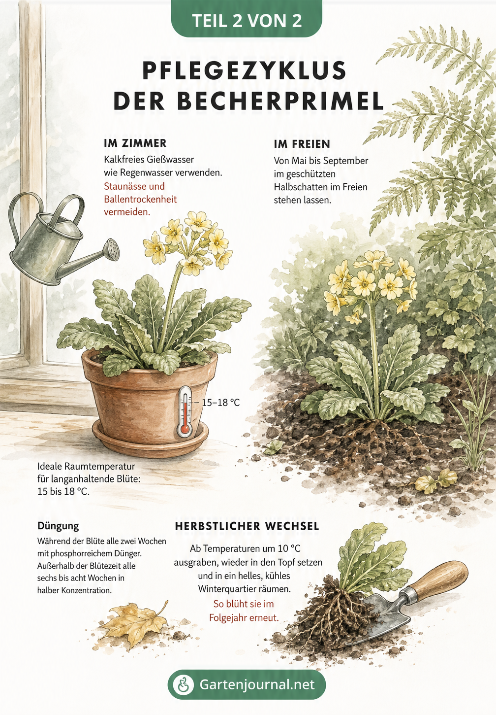 Illustration des Pflegezyklus der Becherprimel im Zimmer und Garten mit Tipps zu Gießen und Temperatur