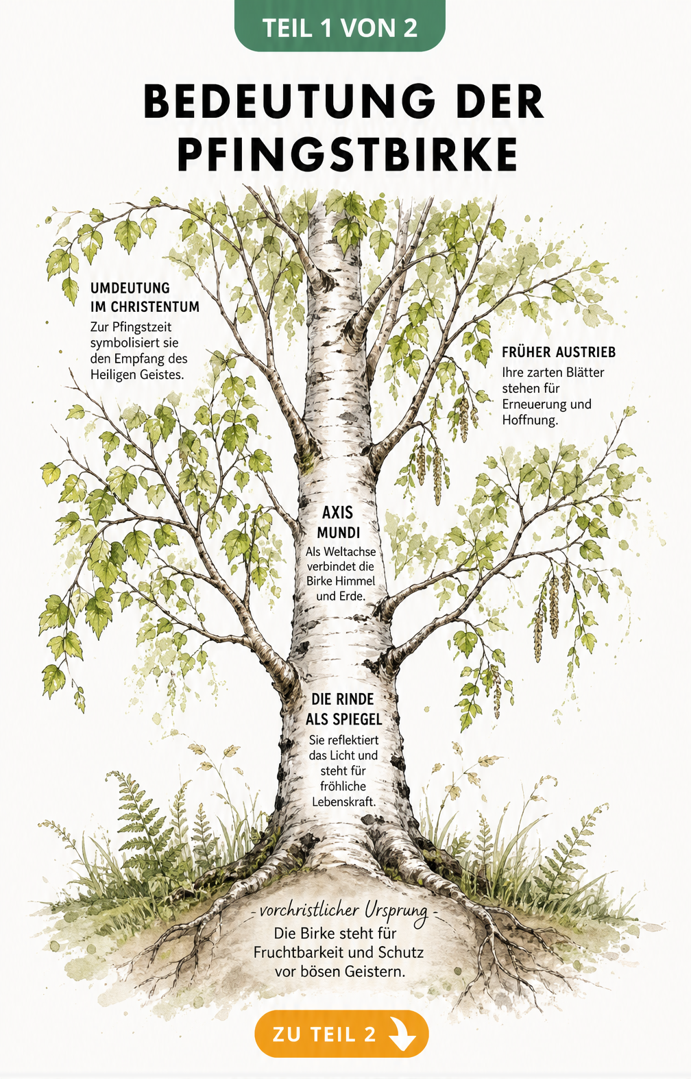 Botanische Illustration einer Birke mit Erklärungen zur Symbolik wie Fruchtbarkeit, Schutz und Weltachse