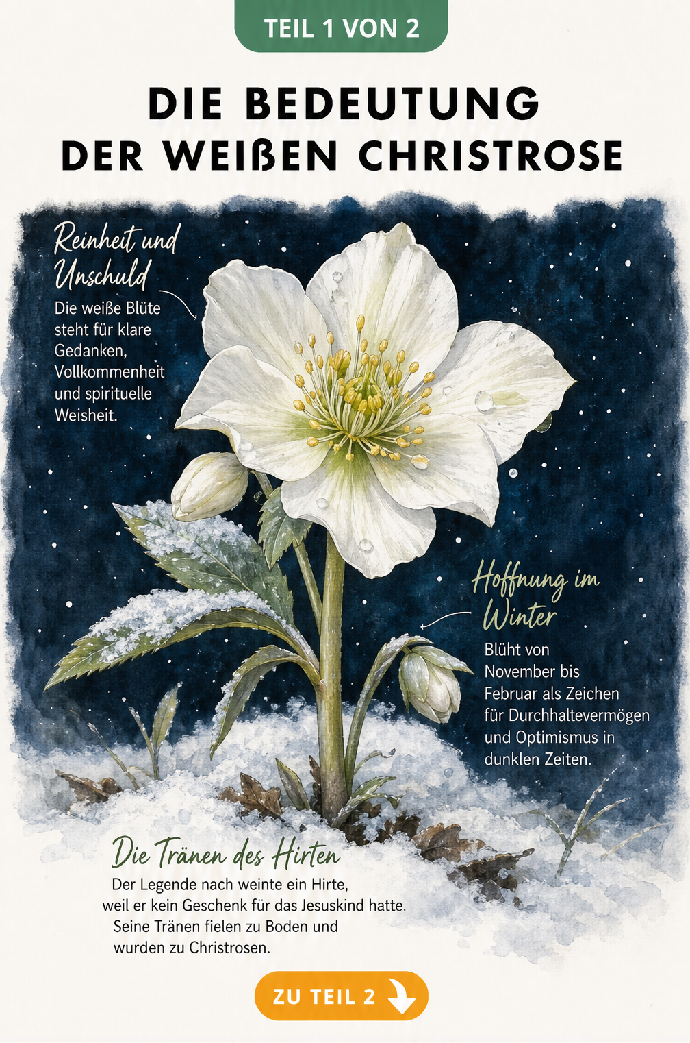 Botanische Illustration einer weißen Christrose, die durch eine Schneedecke bricht, mit Erklärungen zur Farbsymbolik und religiösen Legende.
