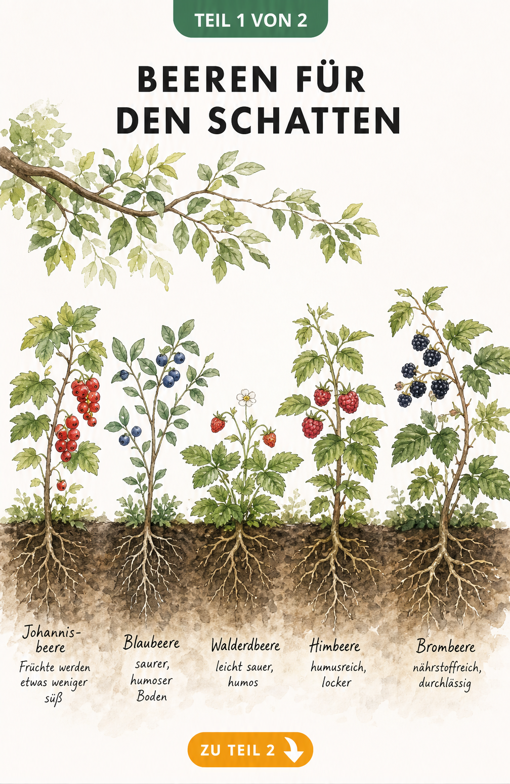 Querschnitt eines Gartenbeets mit fünf Beerenpflanzen für den Halbschatten und deren Wurzelwerk