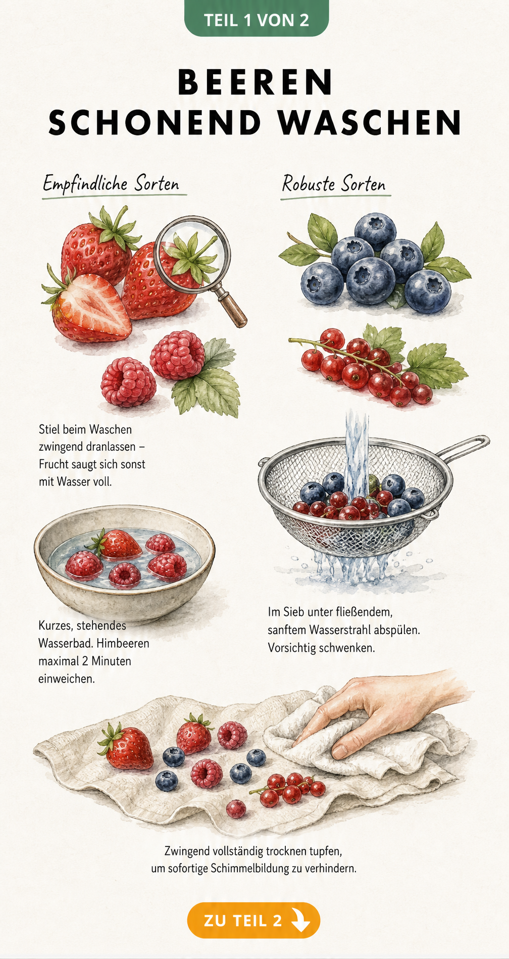 Illustration von empfindlichen und robusten Beeren beim Waschen und Trocknen