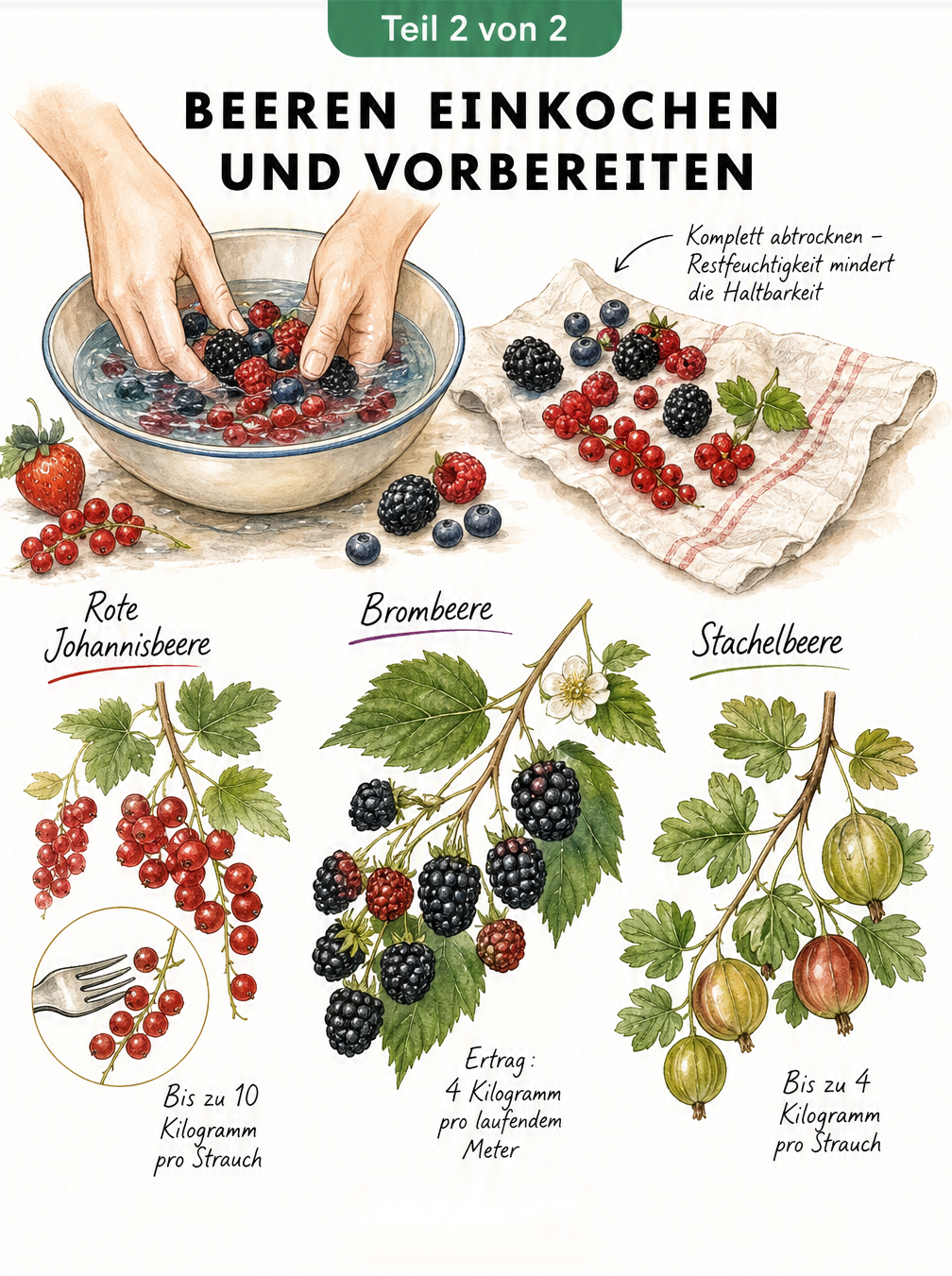 Botanische Illustration zur Vorbereitung von Beeren mit Ertragsangaben für Johannisbeeren, Brombeeren und Stachelbeeren
