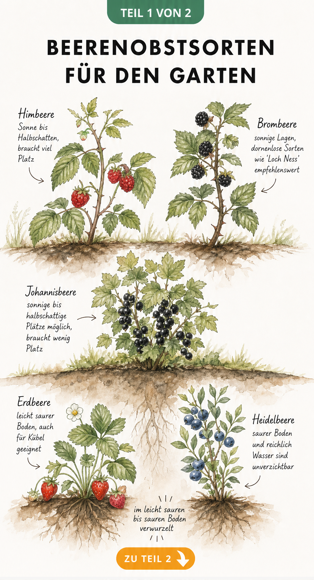 Aquarell-Illustration verschiedener Beerenobstsorten wie Himbeere, Brombeere, Erdbeere und Heidelbeere mit Notizen zu Standort und Boden