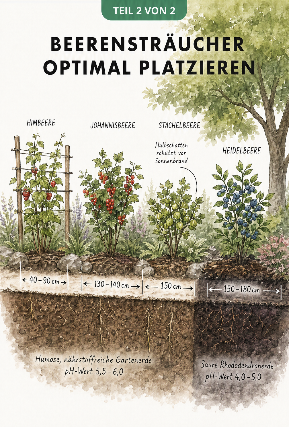 Isometrischer Pflanzplan für Himbeere, Johannisbeere, Stachelbeere und Heidelbeere mit Pflanzabständen und Bodenansprüchen