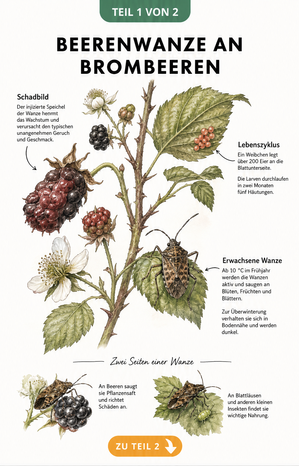 Botanische Illustration einer Beerenwanze an einem Brombeerzweig mit Schadbild, Eiern und Larven