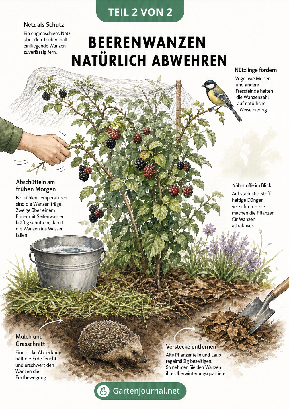 Illustration eines Gartenbeets mit Brombeerstrauch und natürlichen Abwehrmaßnahmen gegen Beerenwanzen