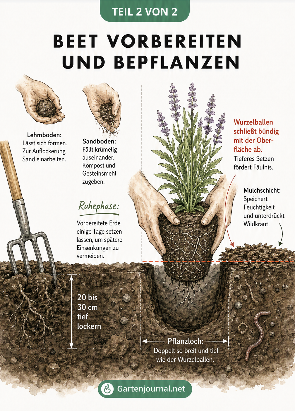 Erdschnitt eines Gartenbeetes, der die Bodenvorbereitung mit Grabegabel, die Fingerprobe für Lehm- und Sandboden sowie das korrekte Einsetzen eines...