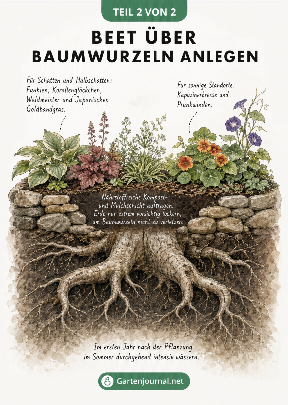 Querschnitt eines Beetes über Baumwurzeln mit Natursteinen, Kompostschicht und passenden Pflanzen für Schatten und Sonne.