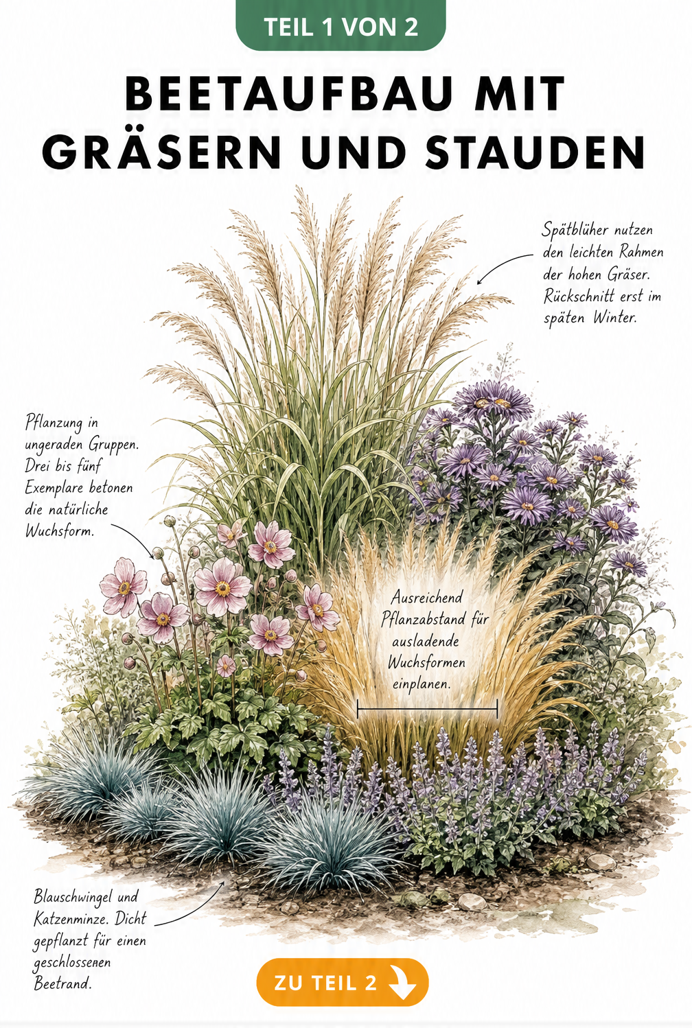 Aquarell-Zeichnung eines Gartenbeets mit Blauschwingel, Katzenminze, Herbst-Anemonen, Reitgras, Chinaschilf und Astern