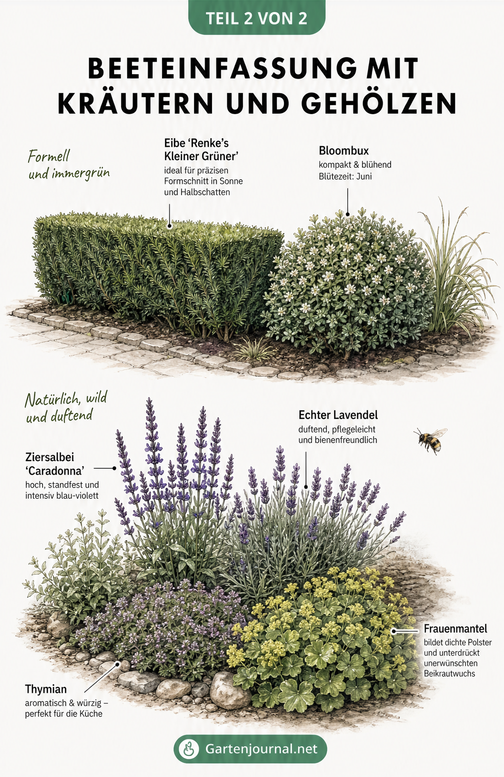 Illustration zweier Beeteinfassungen im Vergleich: eine formelle, immergrüne Einfassung mit Eibe und Bloombux sowie eine natürliche Kräutereinfassung mit...