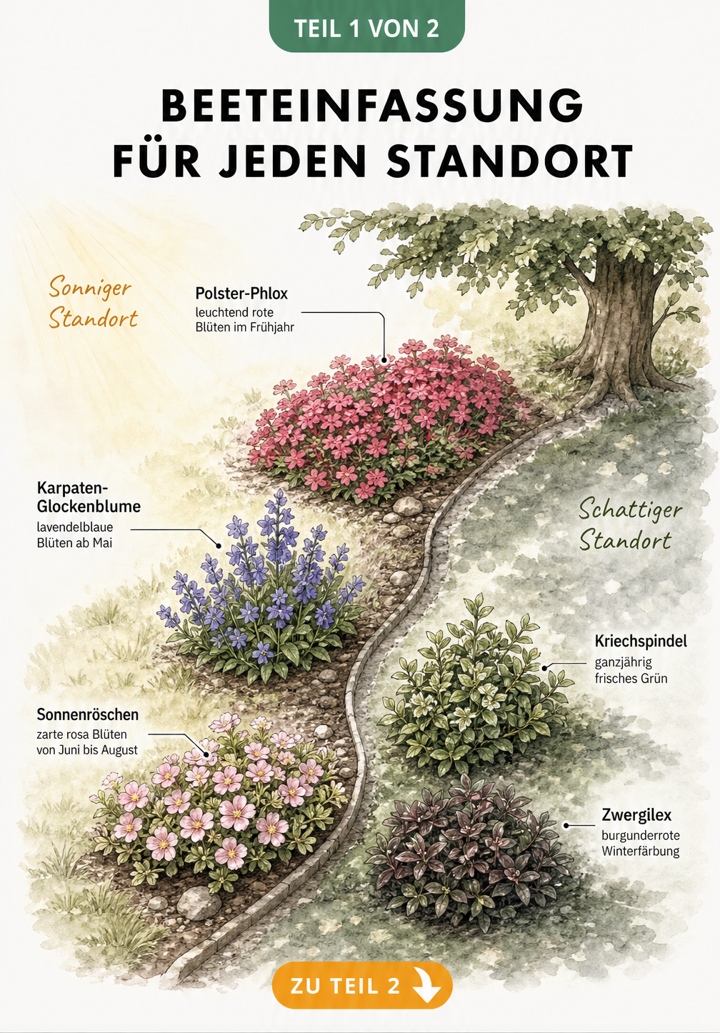 Illustration einer Beeteinfassung aus der Vogelperspektive, unterteilt in sonnige und schattige Bereiche mit passenden Pflanzen wie Polster-Phlox und...