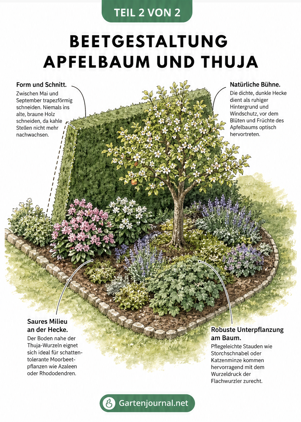 Isometrische Illustration eines Gartenbeets mit Thujahecke im Hintergrund, Apfelbaum davor und passender Unterpflanzung.