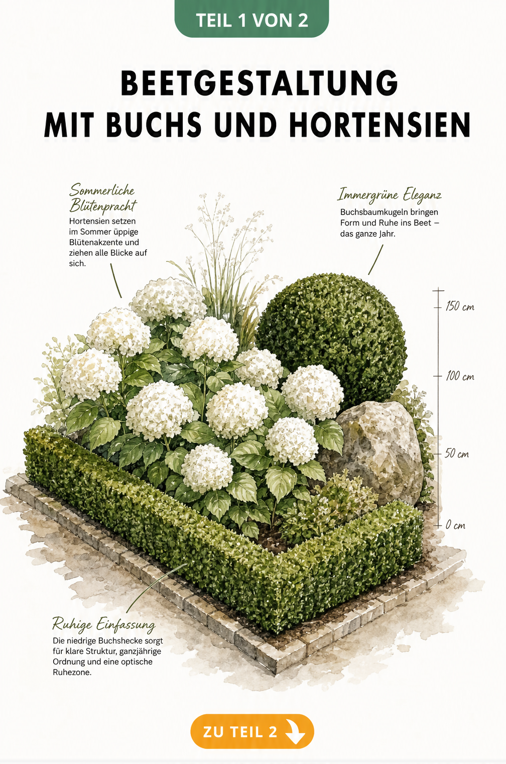 Aquarell-Skizze eines Gartenbeets mit niedriger Buchsbaumhecke im Vordergrund und weißen Ballhortensien im Hintergrund