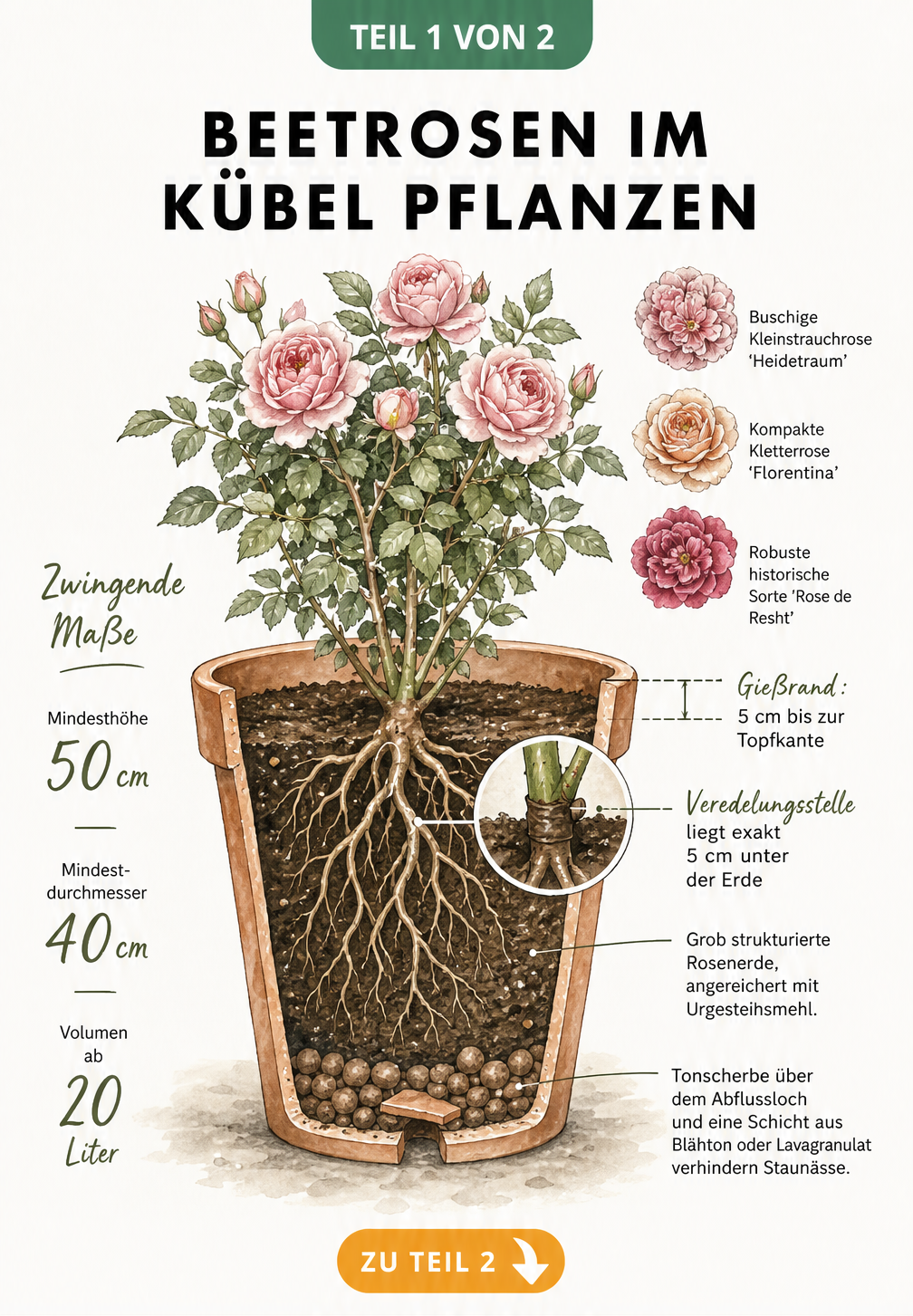 Schnittzeichnung eines bepflanzten Terrakotta-Kübels mit Beetrosen, die Drainageschicht, Wurzelwerk und Veredelungsstelle zeigt.