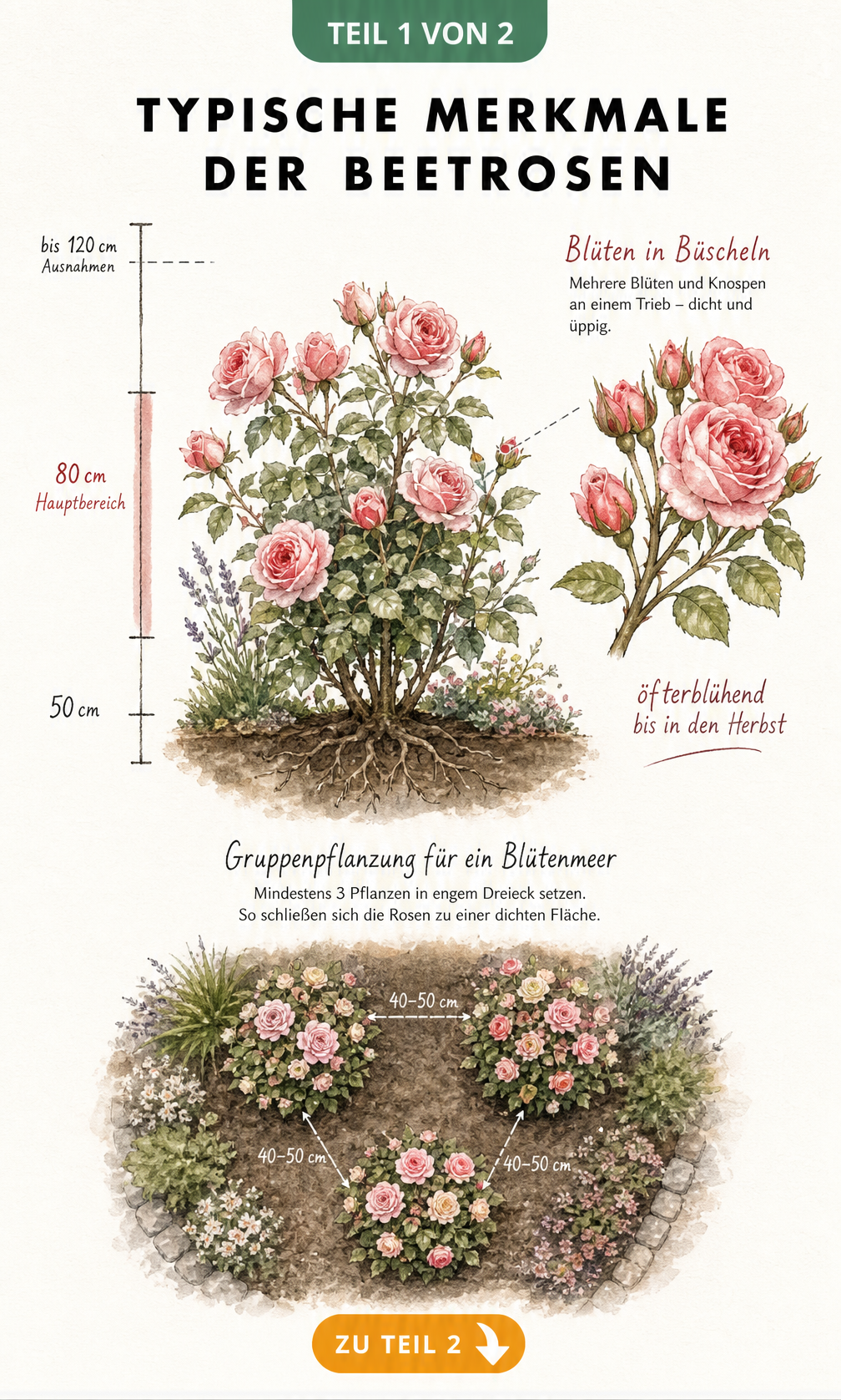Botanische Illustration eines Beetrosen-Strauchs mit Messlatte für Wuchshöhe und Pflanzabstand