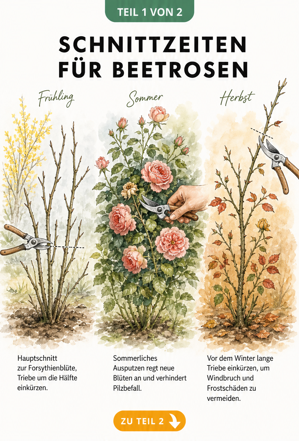 Aquarell-Illustration der Schnittzeiten für Beetrosen im Frühjahr, Sommer und Herbst