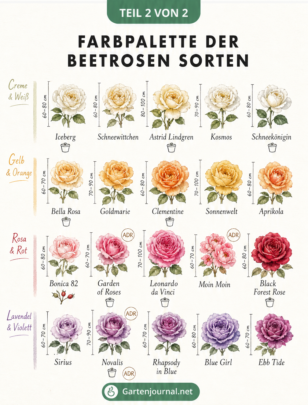 Aquarell-Übersicht verschiedener Beetrosen-Sorten sortiert nach Blütenfarbe mit Wuchshöhe