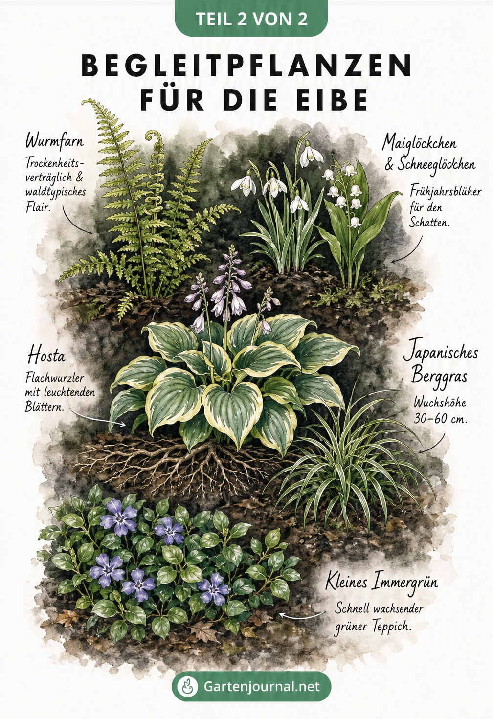 Handgezeichnete Pflanzenporträts von Begleitpflanzen für die Eibe: Wurmfarn, Maiglöckchen, Hosta, Japanisches Berggras und Kleines Immergrün.