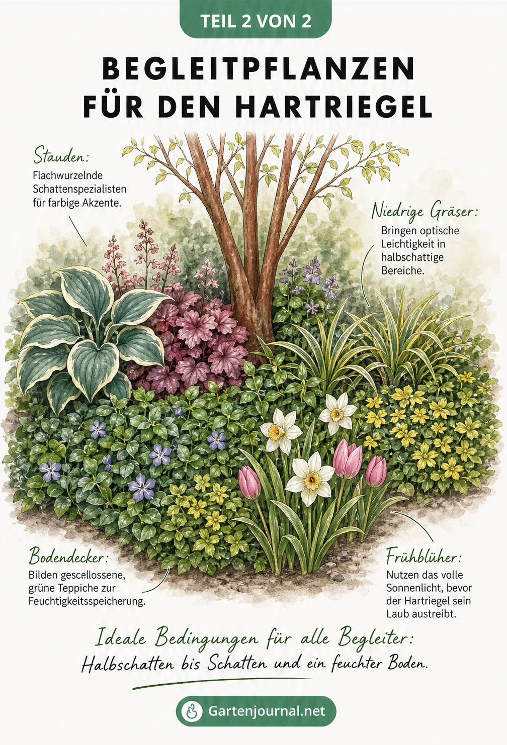 Illustration verschiedener Begleitpflanzen für den Hartriegel, darunter Stauden, Bodendecker, Gräser und Zwiebelblumen im Halbschatten