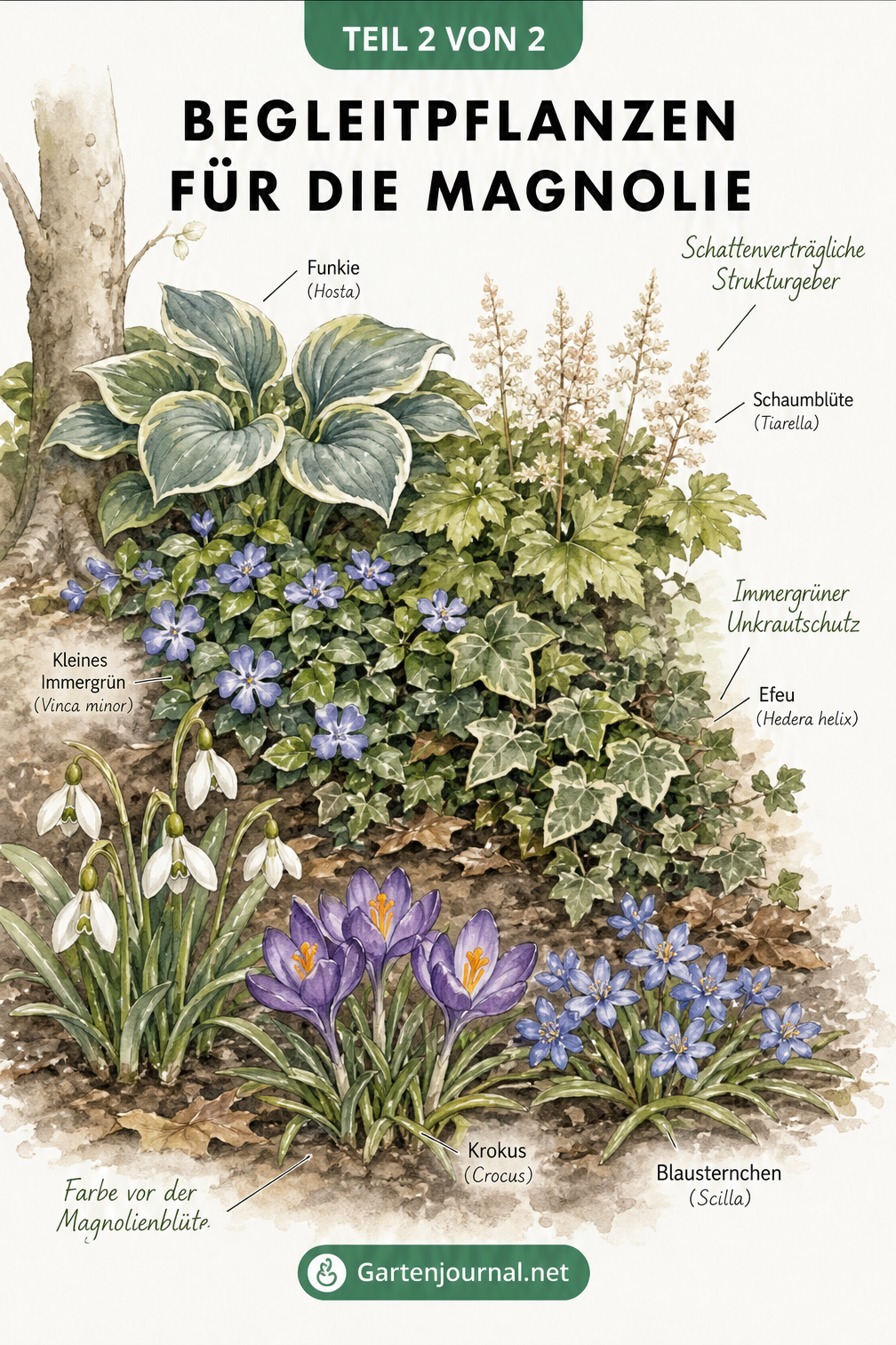 Aquarell-Zeichnung von Begleitpflanzen für Magnolien wie Schneeglöckchen, Immergrün und Funkien