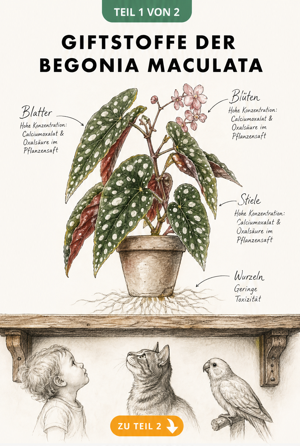 Botanische Zeichnung einer Forellenbegonie, die Giftstoffe wie Calciumoxalat und Oxalsäure in Blättern und Stielen zeigt.