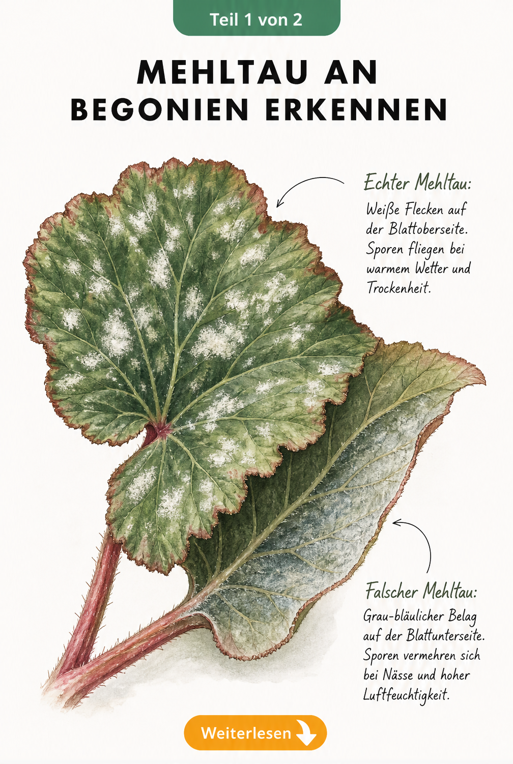 Botanische Illustration eines Begonienblattes mit Echtem und Falschem Mehltau