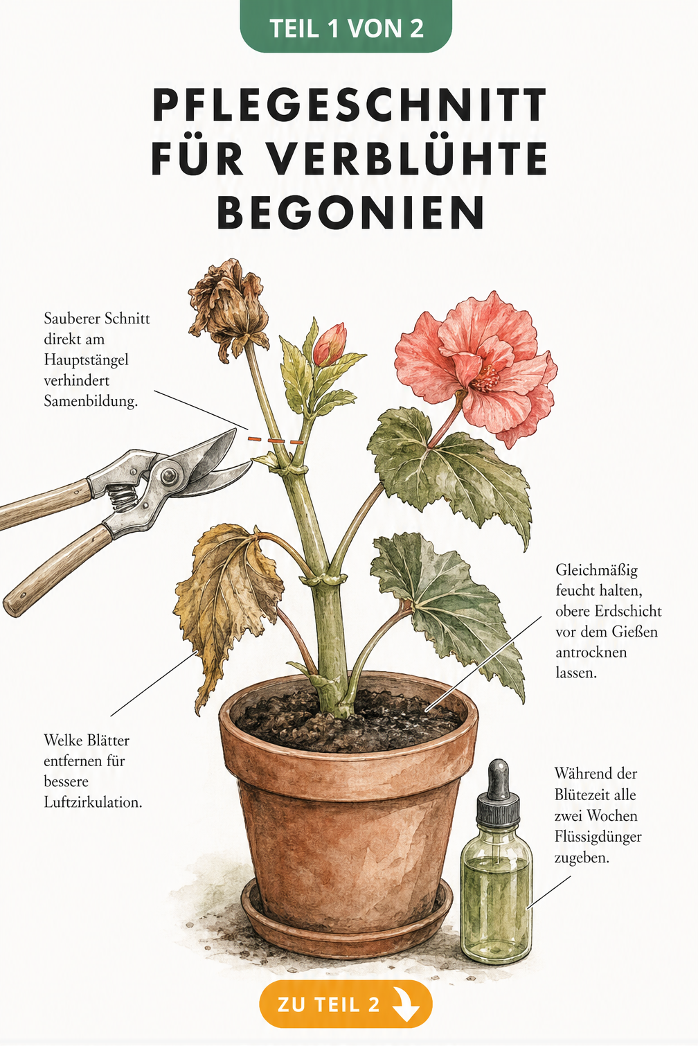 Botanische Illustration einer Begonie im Querschnitt mit Anleitung zum Pflegeschnitt und Entfernen welker Blätter