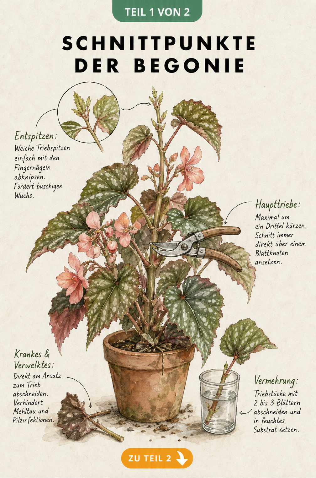 Botanische Illustration einer Begonie mit Markierungen zum Entspitzen, Kürzen der Haupttriebe, Entfernen kranker Blätter und zur Stecklingsvermehrung.
