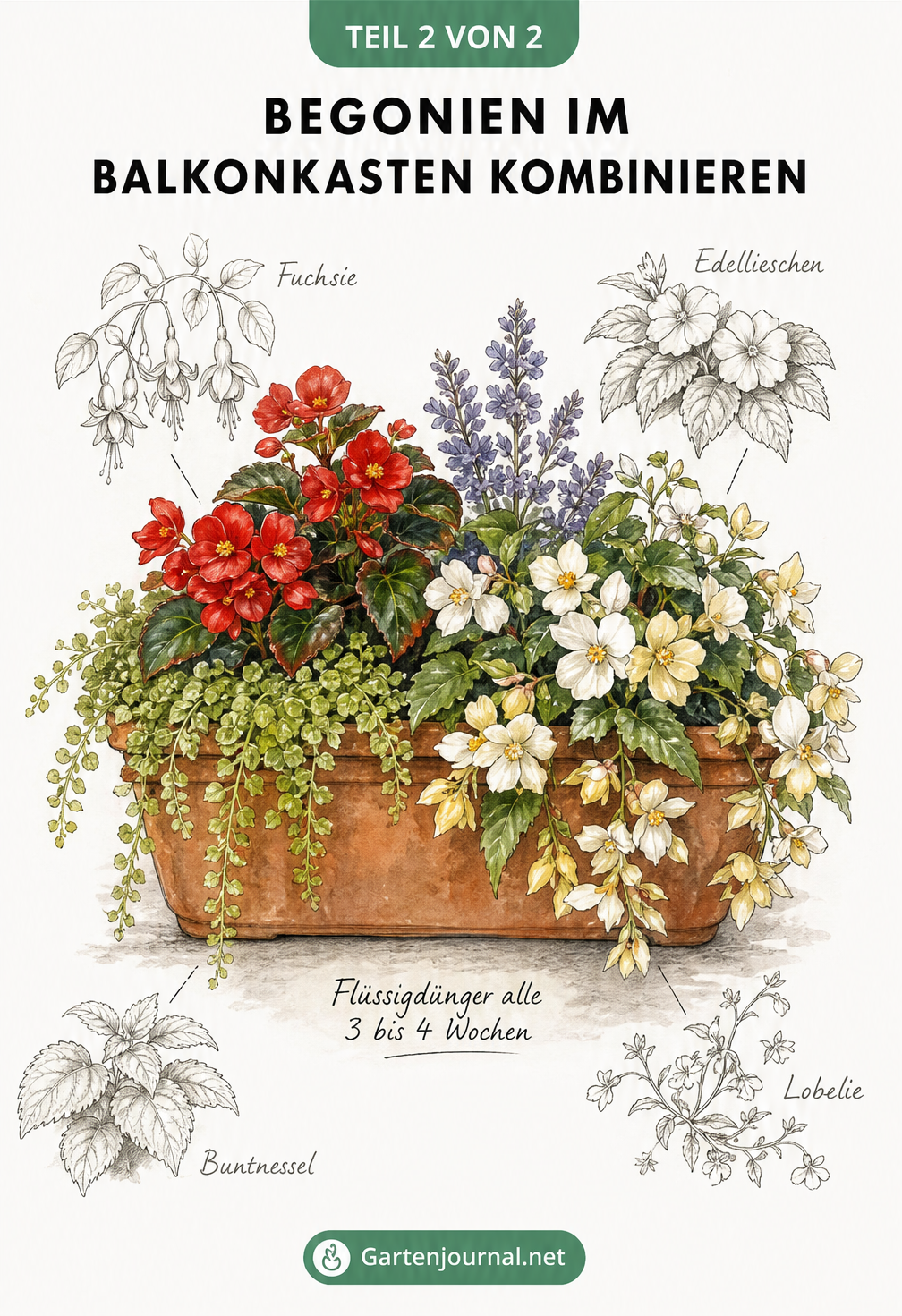 Illustration eines bepflanzten Balkonkastens mit roten, weißen und gelben Begonien, Weihrauchkraut und Vanilleblume sowie Skizzen weiterer Partnerpflanzen.