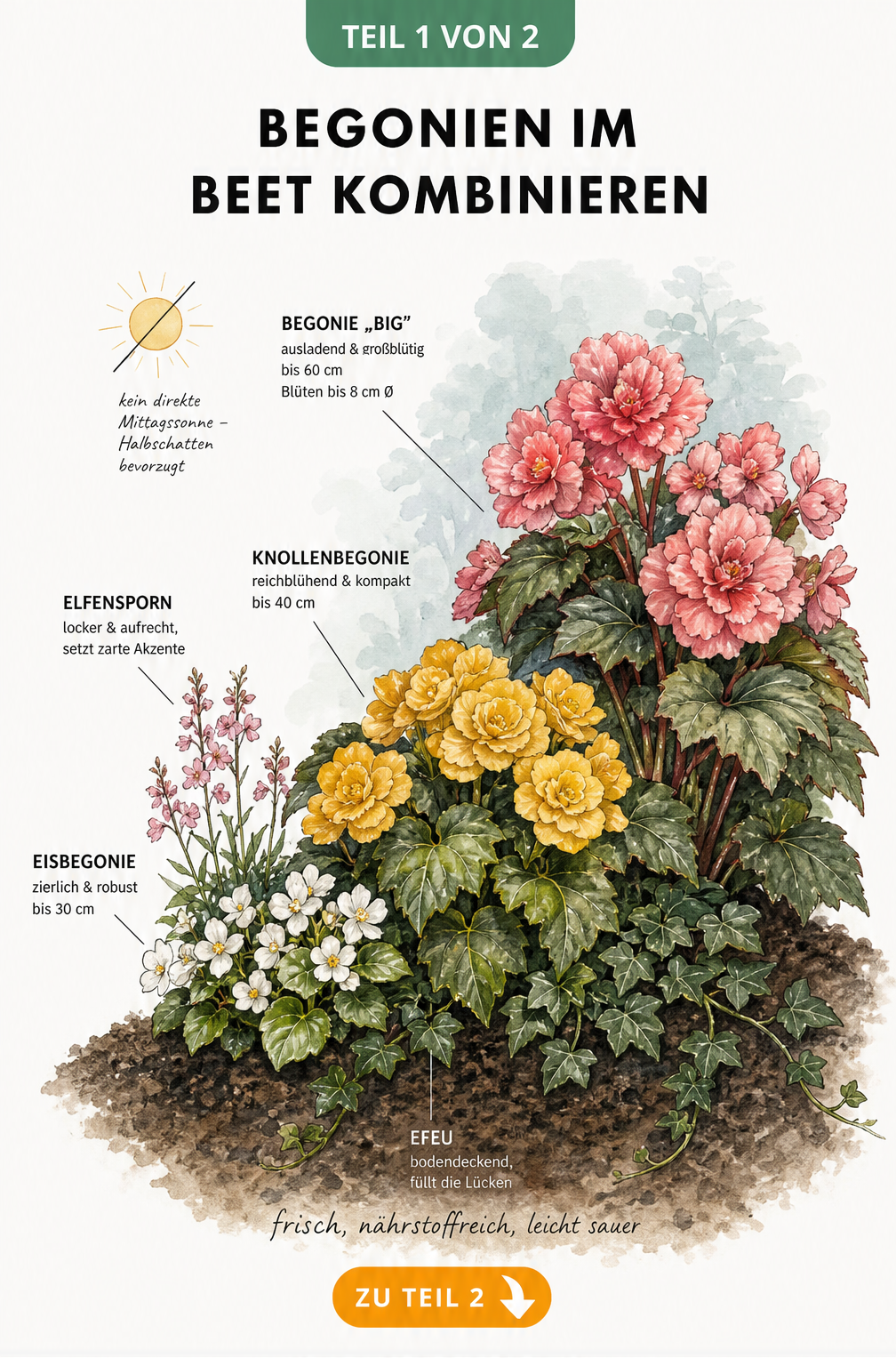 Botanische Querschnitt-Illustration eines Gartenbeets mit Eisbegonie, Knollenbegonie und Zuchtserie BIG, unterpflanzt mit Efeu und Elfensporn im Halbschatten.