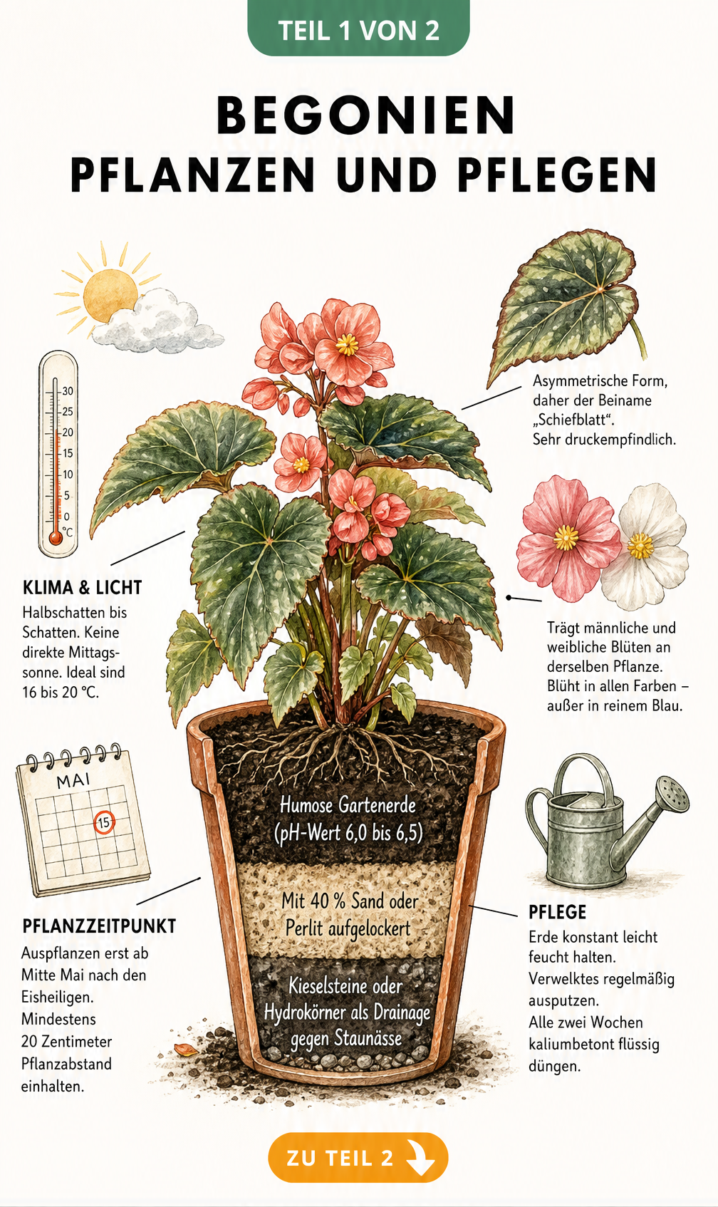 Botanische Illustration einer blühenden Begonie im Terrakotta-Topf mit Querschnitt, der Erdschichten und Drainage zeigt, umgeben von Pflegetipps zu Standort,...