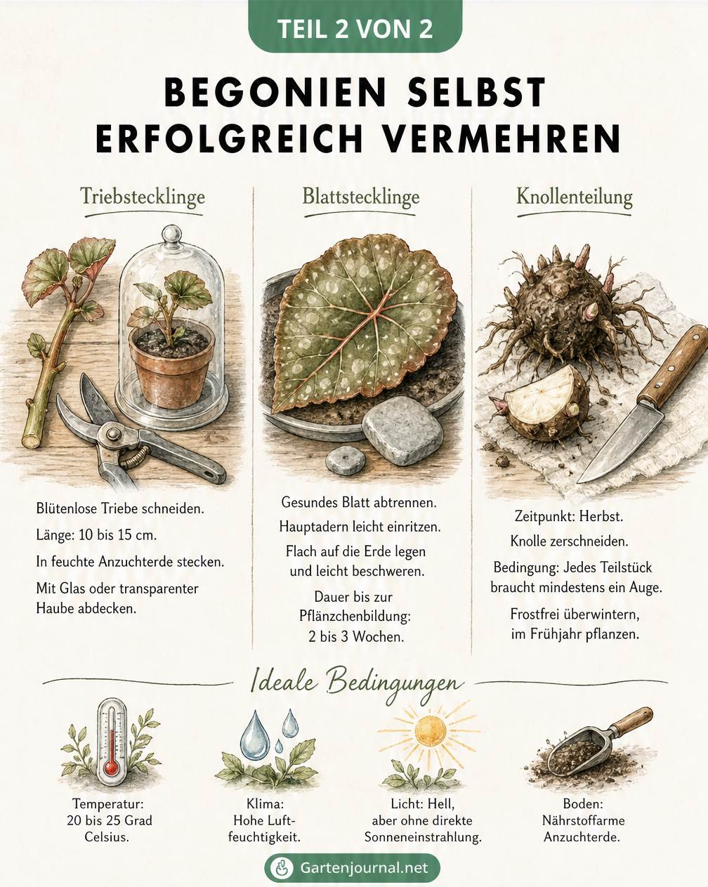 Illustration von drei Methoden zur Vermehrung von Begonien: Triebstecklinge, Blattstecklinge und Knollenteilung mit Hinweisen zu idealen Bedingungen.