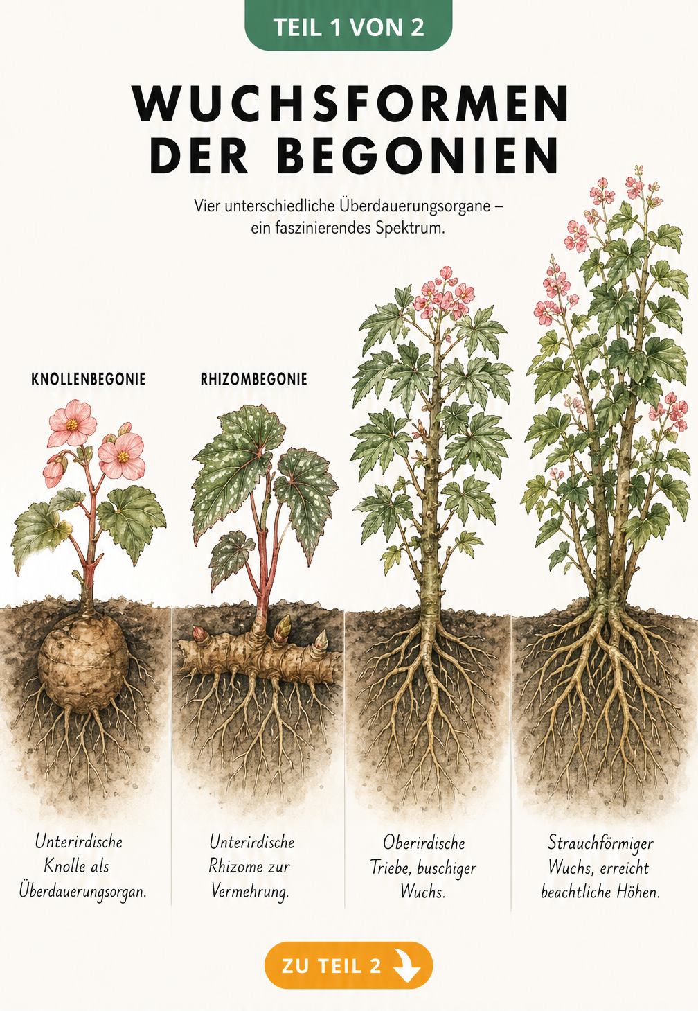 Illustration der Wuchsformen von Begonien: Knollenbegonie, Rhizombegonie, Stammbegonie und Strauchbegonie im Querschnitt