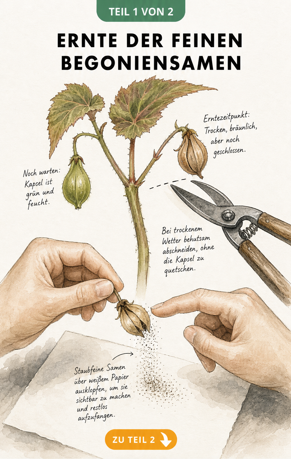 Illustration einer Begonienpflanze mit grüner und brauner Samenkapsel sowie einer Gartenschere beim Abschneiden