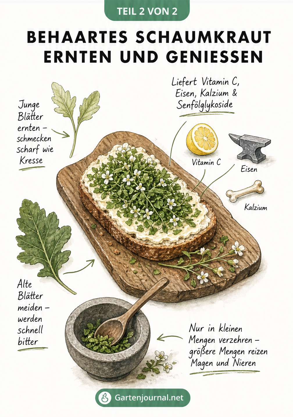 Illustration eines Butterbrots mit Behaartem Schaumkraut, Blattvergleich und Inhaltsstoffen wie Vitamin C und Eisen