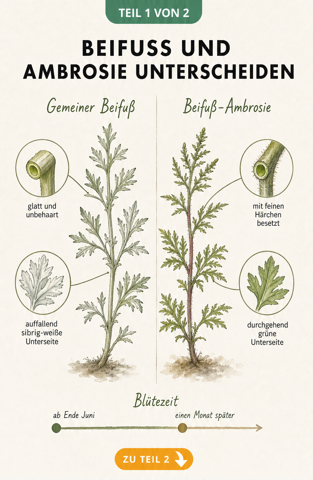 Botanische Illustration zum Vergleich von Gemeinem Beifuß und Beifuß-Ambrosie mit Details zu Stängel und Blättern