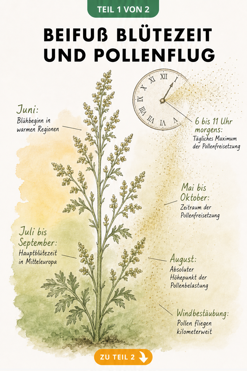 Botanische Illustration eines Beifuß-Stängels mit Blütezeit und Pollenflug im Jahresverlauf