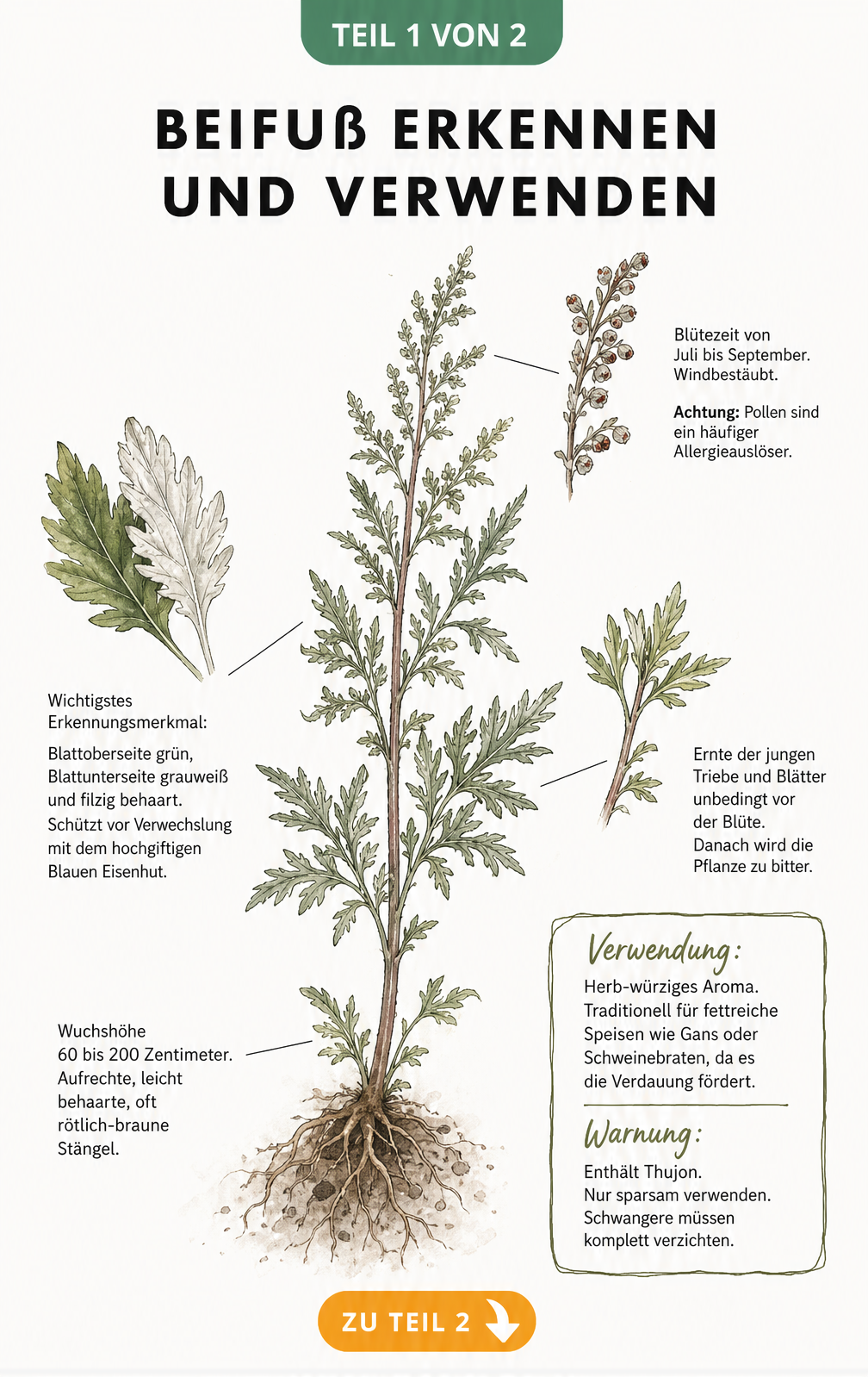 Botanische Illustration von Beifuß mit Detailzeichnungen von Blüte, Blättern und Stängel