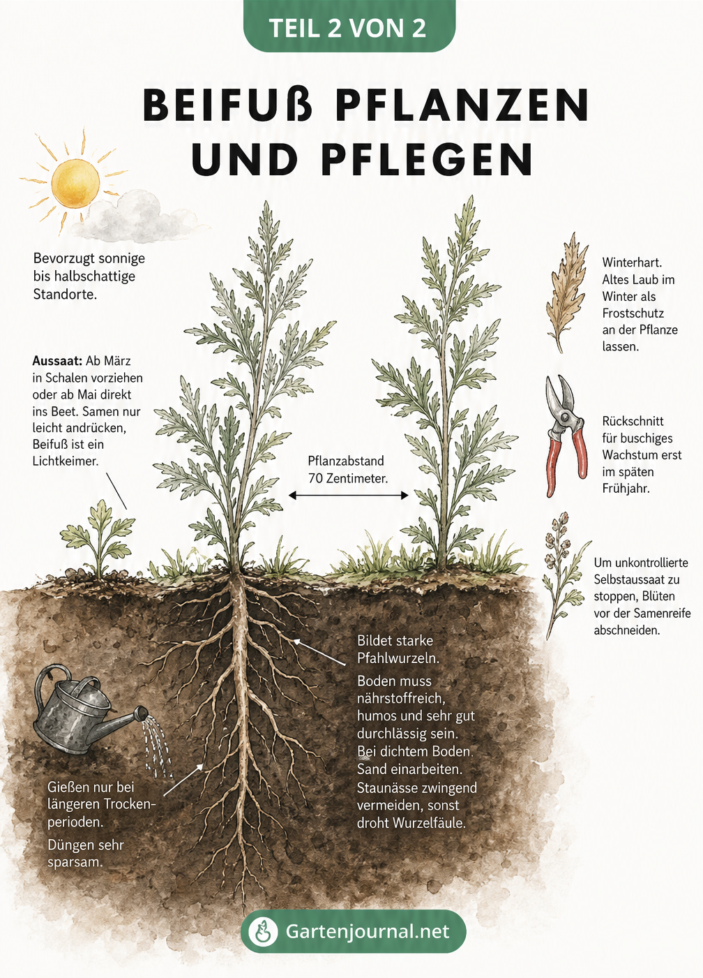 Schnittdarstellung eines Gartenbeets mit Beifuß, Wurzeln und Pflegehinweisen