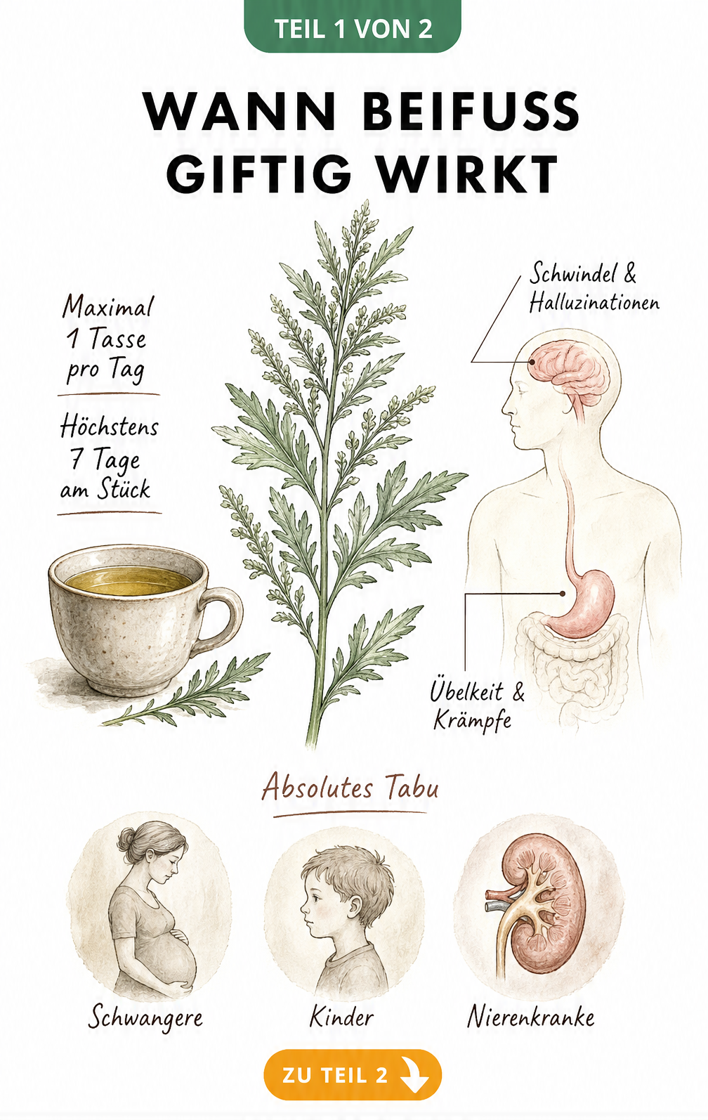 Botanische Illustration eines Beifuß-Zweigs mit Hinweisen zur Überdosierung von Thujon und Risikogruppen