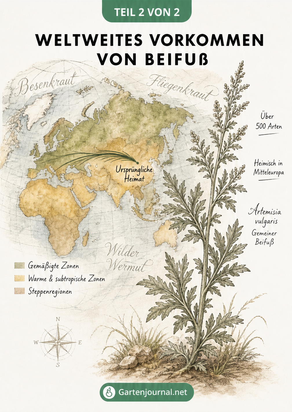 Illustrierte Weltkarte der Nordhalbkugel mit dem weltweiten Vorkommen und der ursprünglichen Herkunft von Beifuß aus Asien.