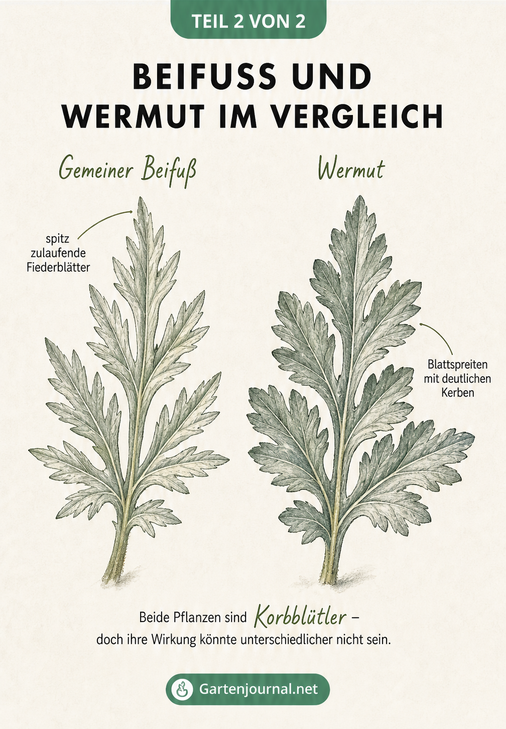 Vergleich der Blattformen von Gemeinem Beifuß und Wermut in einer detaillierten Zeichnung