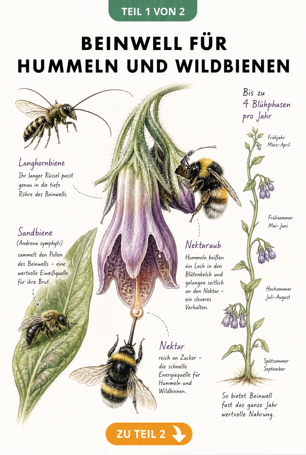 Botanische Illustration einer Beinwellblüte im Längsschnitt mit Hummel, die Nektar trinkt, und Sandbiene auf einem Blatt.