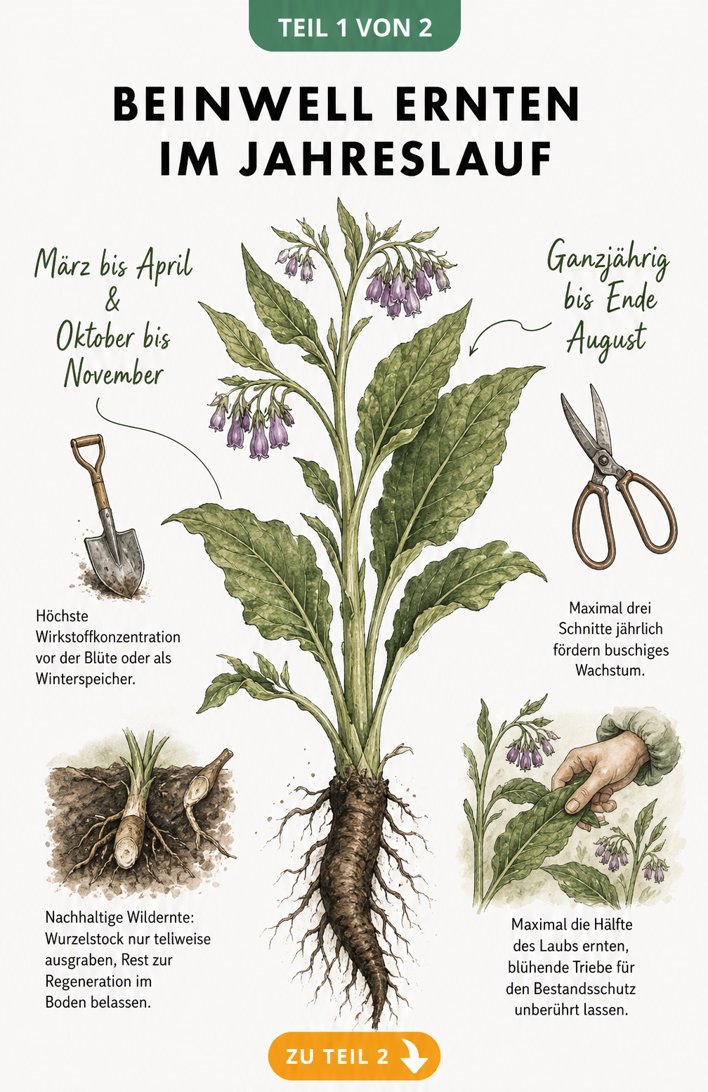 Botanische Illustration einer Beinwellpflanze mit Erntezeiten für Wurzeln und Blätter