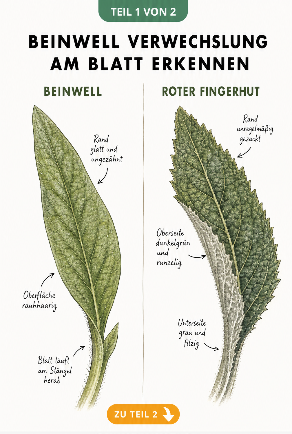 Gegenüberstellung der Blätter von Beinwell und Rotem Fingerhut mit Fokus auf Blattrand und Oberfläche