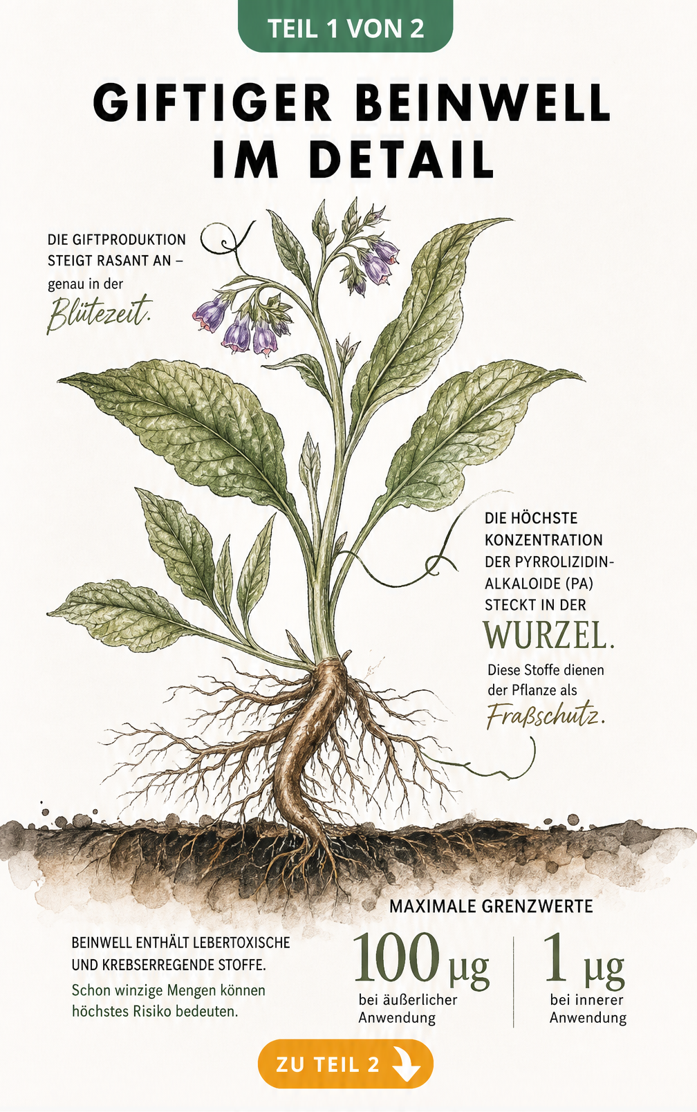 Botanische Illustration der Beinwell-Pflanze mit Hinweisen auf giftige Pyrrolizidin-Alkaloide in Wurzel und Blüte