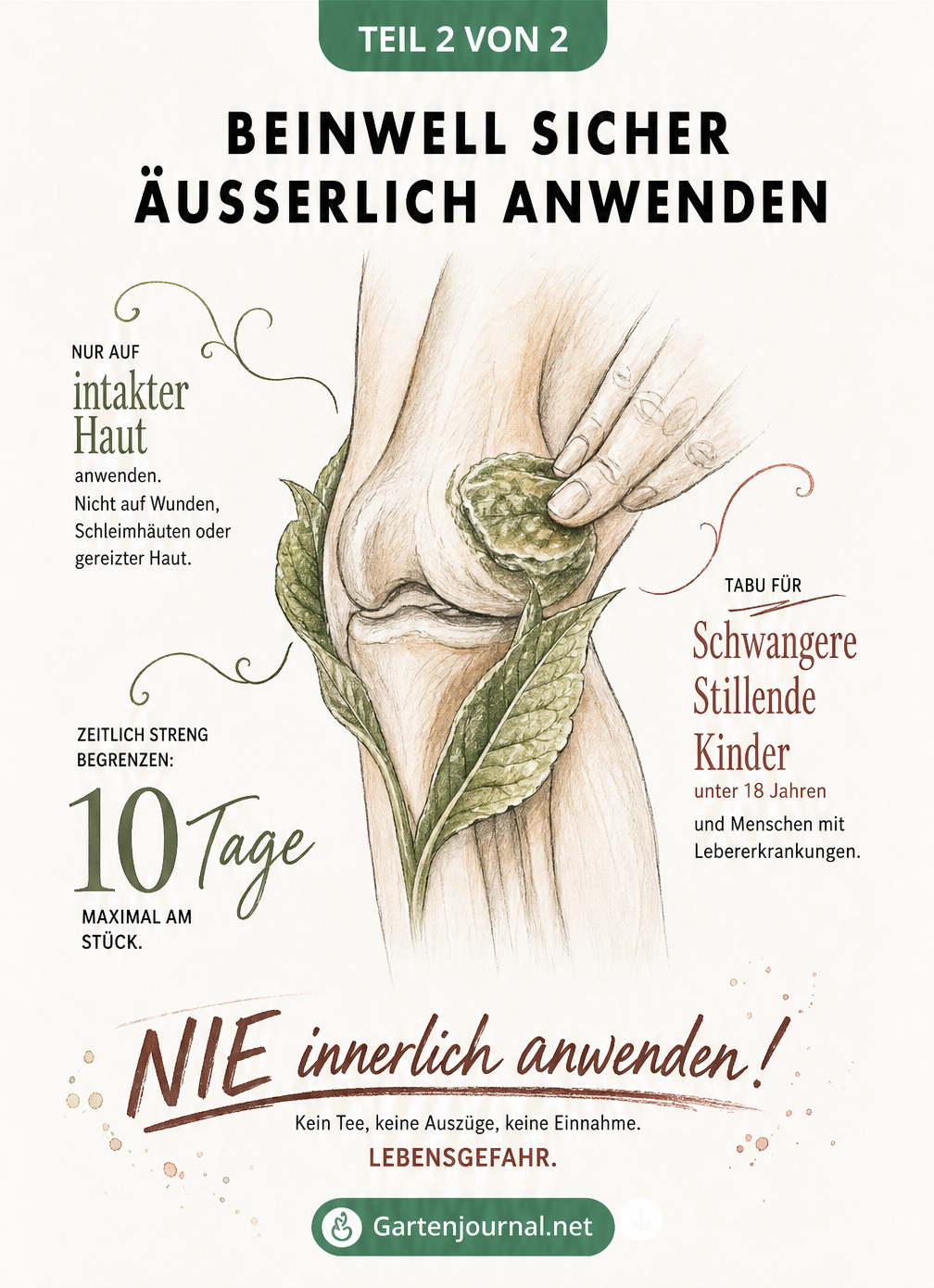 Illustration eines Kniegelenks mit aufgetragener Beinwell-Salbe und Hinweisen zur sicheren äußerlichen Anwendung