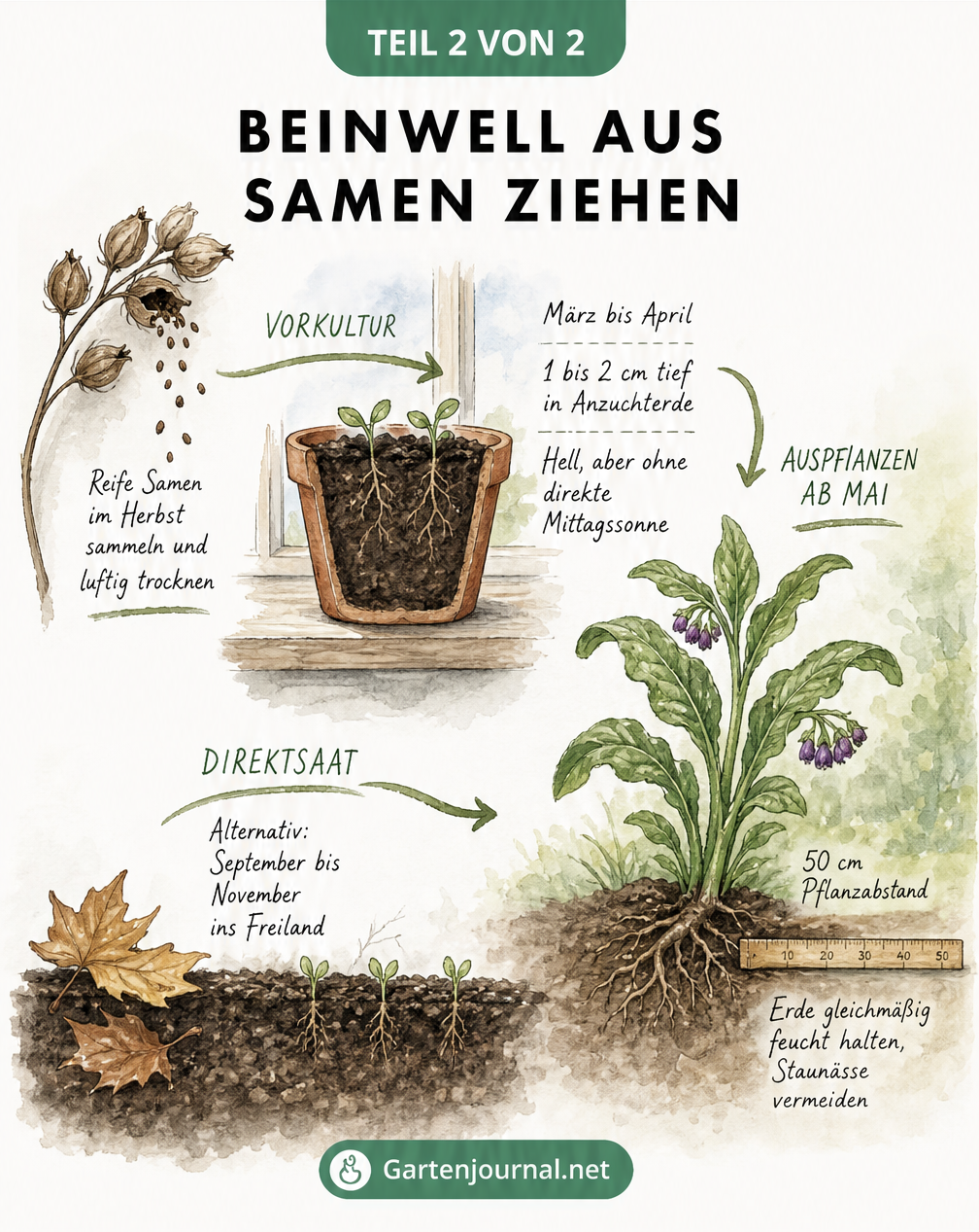 Zeitstrahl zur Aussaat von Beinwell von der Samenernte im Herbst bis zum Auspflanzen im Mai