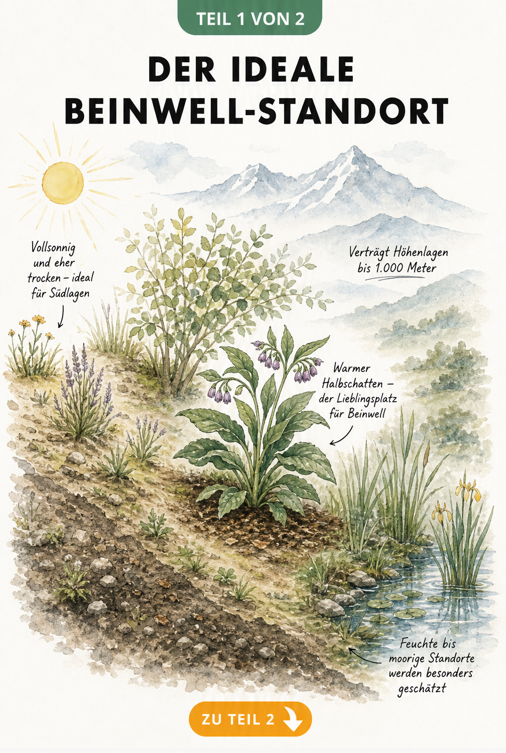 Querschnitt einer Gartenlandschaft, die den idealen Standort für Beinwell von sonnig-trocken bis feucht-sumpfig zeigt.