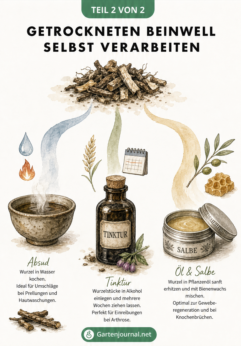 Illustration zur Herstellung von Beinwell-Absud, Tinktur und Salbe aus getrockneten Wurzeln